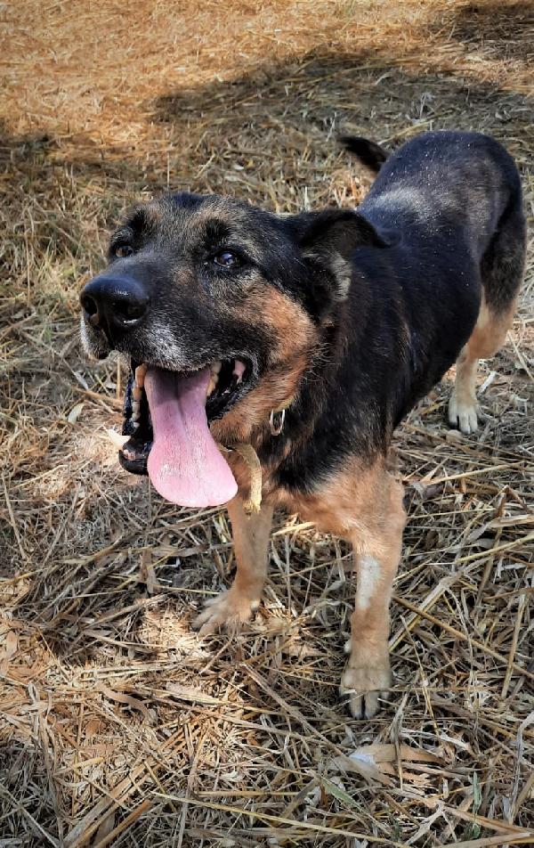 Leo Simil Pastore Tedesco Anziano